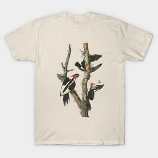 Audubons Ivory-billed Woodpecker T-Shirt